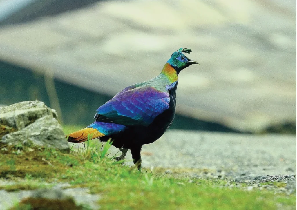 Trekking with Sketchbook: Visiting the Spiti Valley himalayan monal