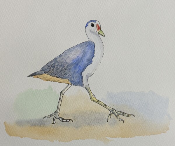 White breasted waterhn Sketch
