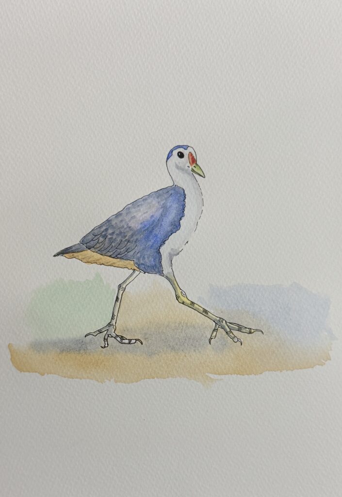 White breasted waterhn Sketch