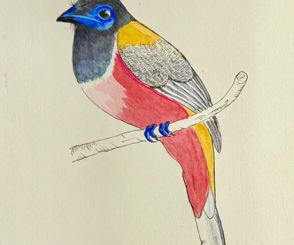 Malabar Trogon Water colour
