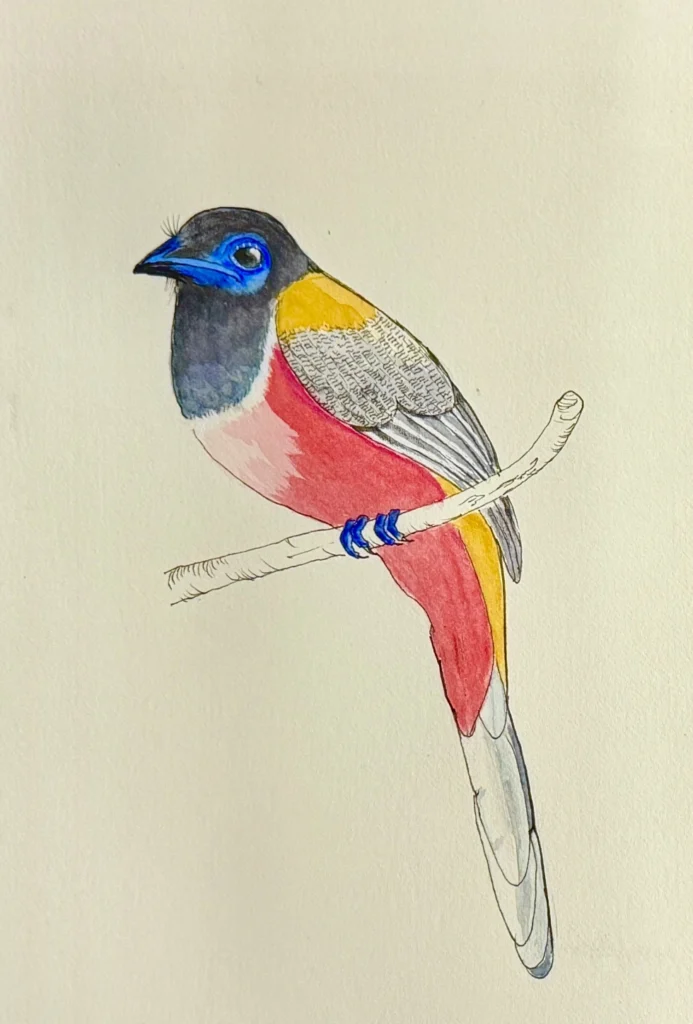 Malabar Trogon Water colour