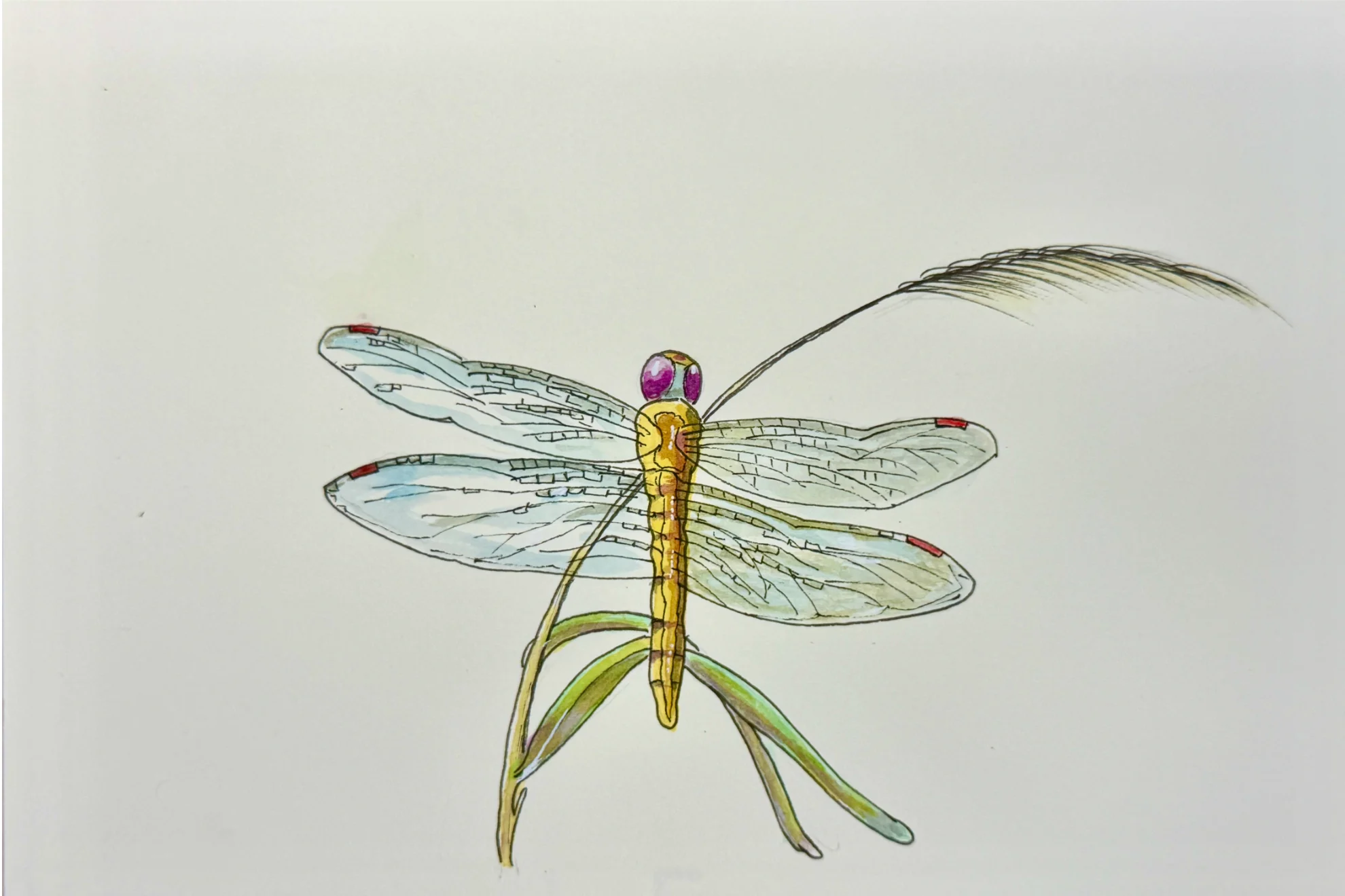 Globe Skimmer