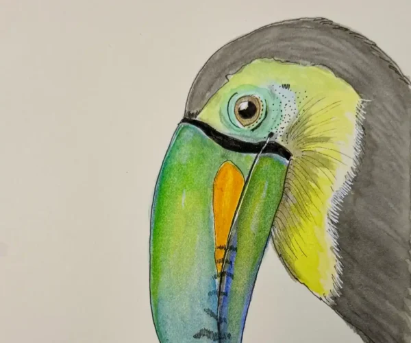 A beautiful ink and wash skech of keel-billed tocan by Travel Sketchbook with Sabu