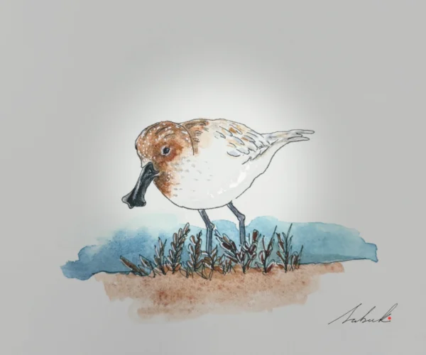 Sketch of Spoon-billed Sandpipper